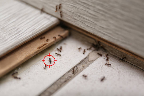 Best Emergency Pest Control  in Forest Hill, TX