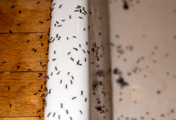 Best Termite Control Services  in Forest Hill, TX
